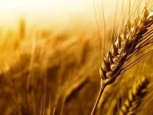 تأمین کامل منابع مالی مطالبات گندم‌کاران