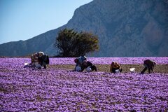 توسعه کشت زعفران در گلستان؛ سرمایه در گردش و صنایع فرآوری، مطالبه تولیدکنندگان